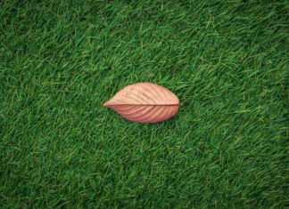 How to Start a Lawn Painting Business lawn painting business