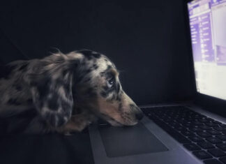 What Is Dawg Business; All You Need to Know and How to Start What Is Dawg Business