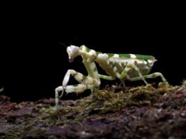 How Might You Add Keystone Species to the Concept Map? How Might You Add Keystone Species to the Concept Map