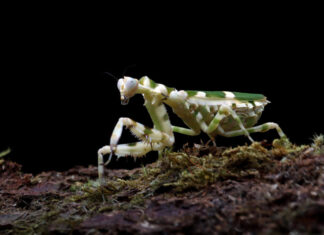 How Might You Add Keystone Species to the Concept Map? How Might You Add Keystone Species to the Concept Map