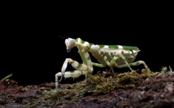 How Might You Add Keystone Species to the Concept Map? How Might You Add Keystone Species to the Concept Map