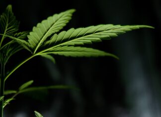 How to Write Cannabis Business Plan: A Step-By-Step Guide How to Write Cannabis Business Plan