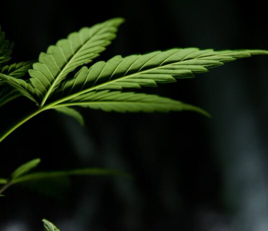 How to Write Cannabis Business Plan: A Step-By-Step Guide How to Write Cannabis Business Plan