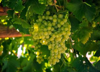 Green Grape Shortage 2023: What’s Causing the Scarcity? Green Grape Shortage 2023