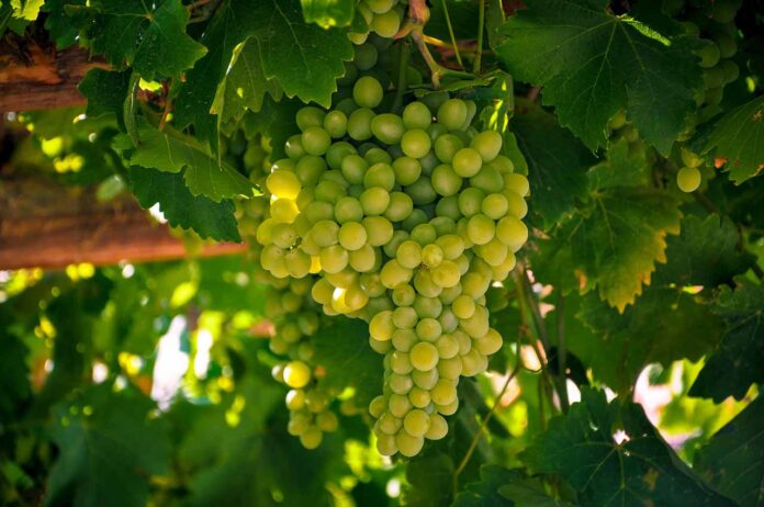 Green Grape Shortage 2023