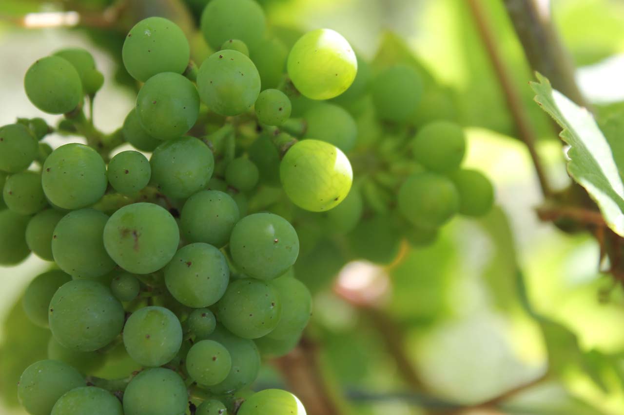 What Months Are Green Grapes In Season