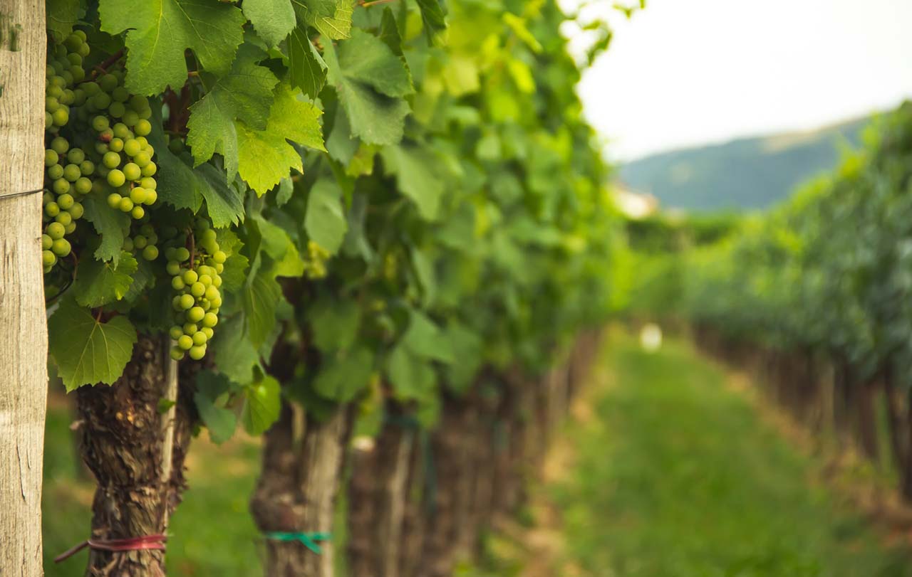 Green Grape Shortage 2023 What’s Causing the Scarcity?
